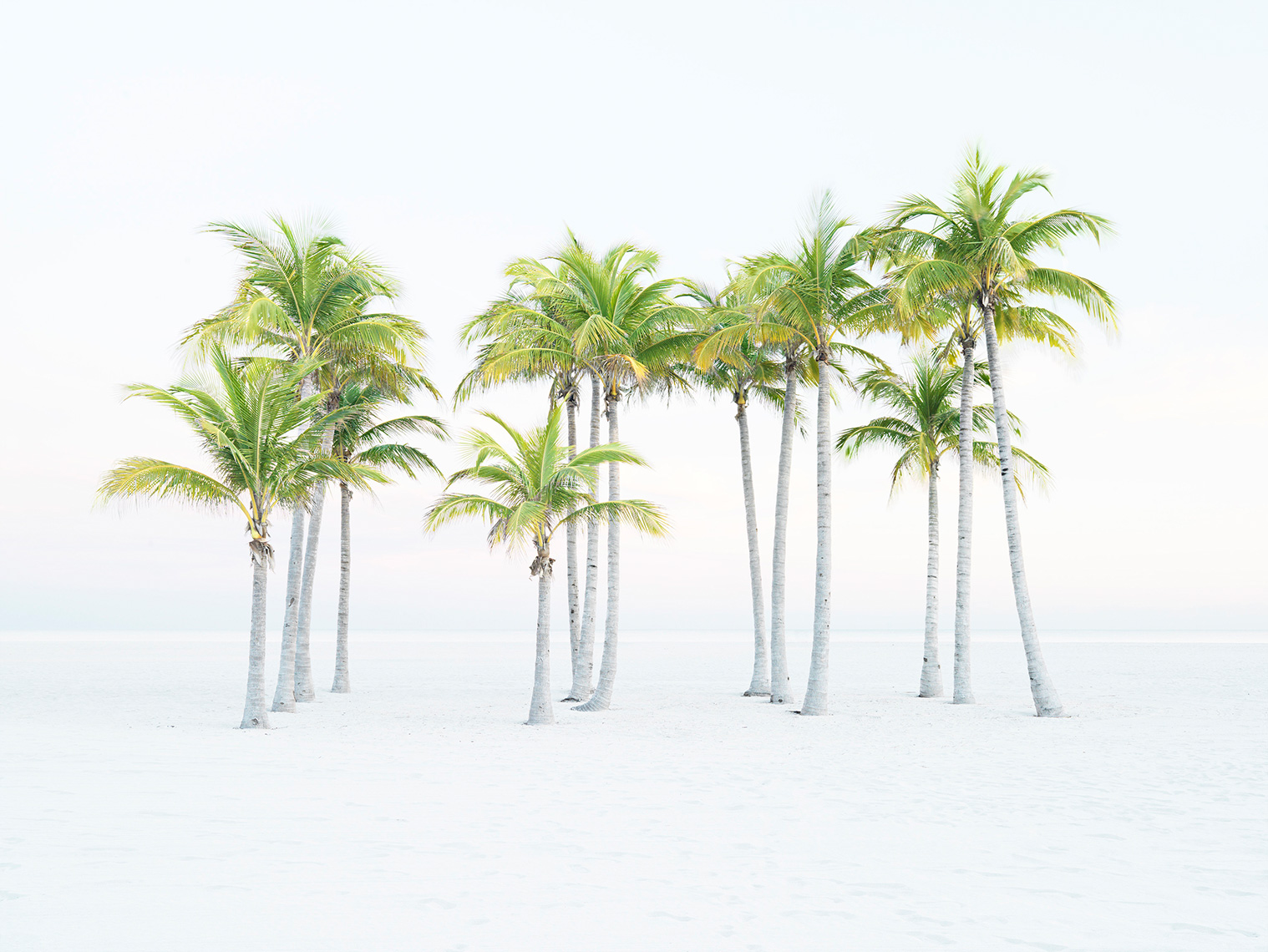 Miami-Beach-palms